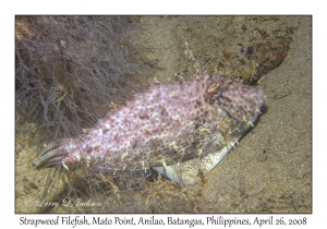 Strapweed Filefish