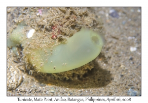 Tunicate