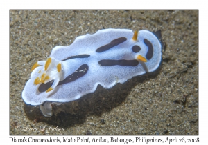 Diana's Chromodoris