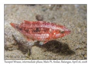 Twospot Wrasse