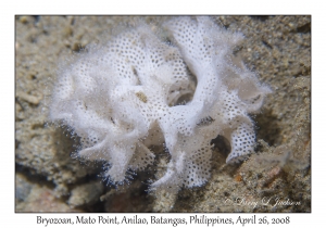 Bryozoan