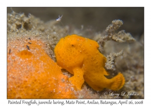 Painted Frogfish