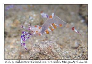 Yellow-spotted Anemone Shrimp