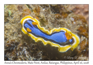 Anna's Chromodoris