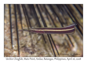 Urchin Clingfish