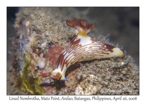 Lined Nembrotha