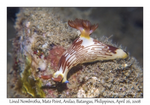 Lined Nembrotha