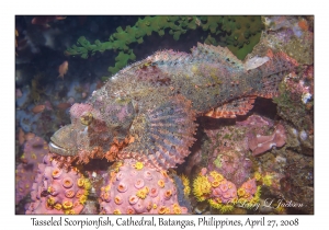 Tasseled Scorpionfish