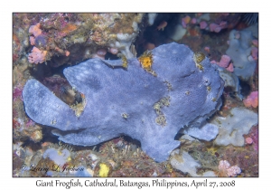 Giant Frogfish