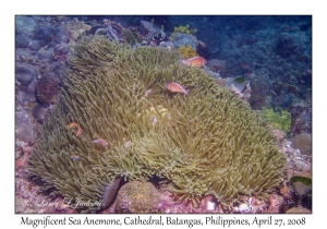 Magnificent Sea Anemone