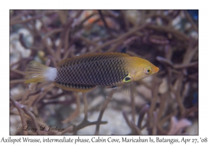 Axilspot Wrasse