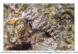 Jewelled Blenny