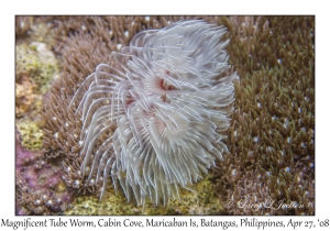 Magnificent Tube Worm