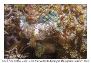 Lined Nembrotha