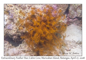 Extraordinary Feather Star