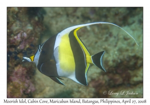 Moorish Idol