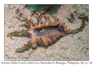 Scorpion Spider Conch