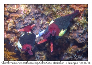 Chamberlain's Nembrotha