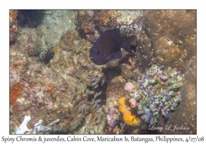 Spiny Chromis & juveniles