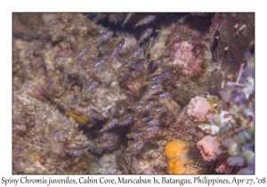 Spiny Chromis juveniles