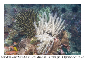 Bennett's Feather Stars