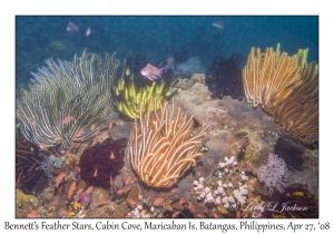 Bennett's Feather Stars