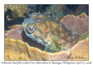 Orbicular Burrfish