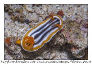 Magnificent Chromodoris