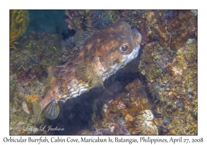 Orbicular Burrfish