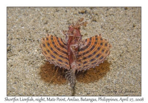 Shortfin Lionfish