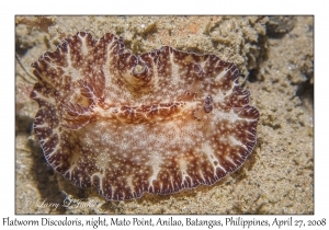 Flatworm Discodoris