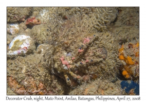 Decorator Crab