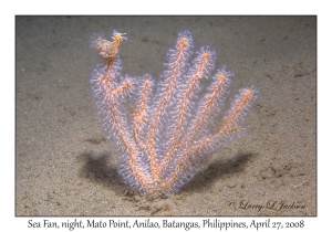 Sea Fan