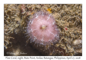 Plate Coral