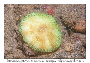 Plate Coral