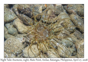 Night Tube Anemone