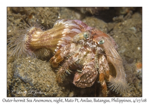 Outer-hermit Sea Anemone