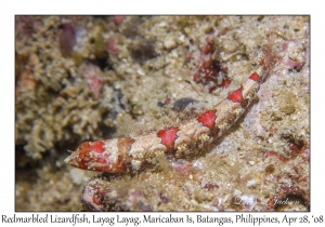 Redmarbled Lizardfish