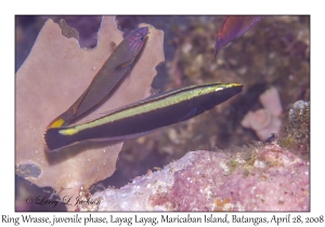 Ring Wrasse