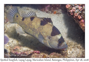 Spotted Soapfish