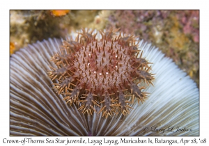 Crown-of-Thorns Sea Star juvenile