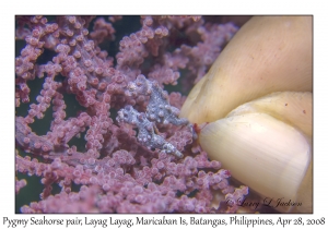 Pygmy Seahorses