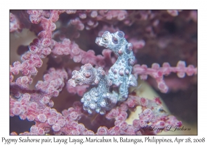 Pygmy Seahorses