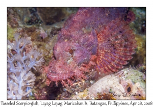 Tasseled Scorpionfish