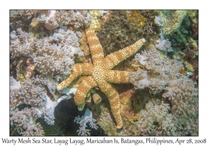 Warty Mesh Sea Star