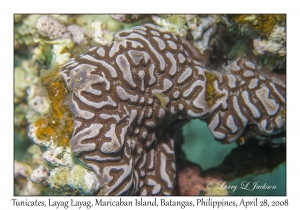 Tunicates