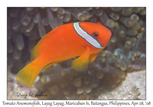 Tomato Anemonefish