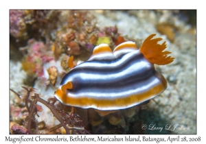 Magnificent Chromodoris