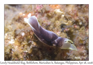 Lovely Headshield Slug