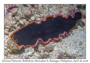 Glorious Flatworm